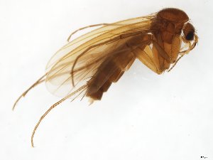  (Mycetophila riparia - TSZD-JKJ-111777)  @11 [ ] by-nc-sa (2021) Unspecified Tromsø University Museum