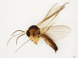  ( - TSZD-JKJ-111891)  @11 [ ] by-nc-sa (2021) Unspecified Troms&oslash; University Museum