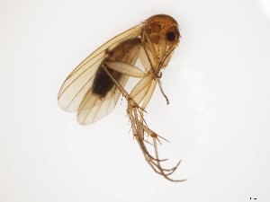  ( - TSZD-JKJ-112231)  @11 [ ] by-nc-sa (2021) Unspecified Tromsø University Museum
