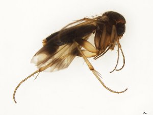  (Mycetophila edwardsi - TSZD-JKJ-112240)  @11 [ ] by-nc-sa (2021) Unspecified Tromsø University Museum