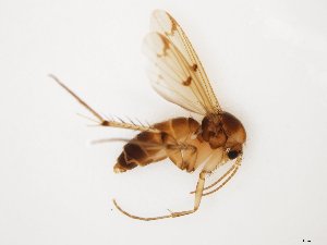  ( - TSZD-JKJ-112464)  @11 [ ] by-nc-sa (2021) Unspecified Tromsø University Museum