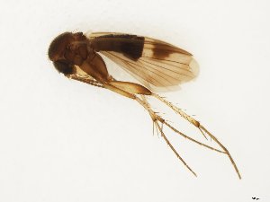  (Mycetophila spDV_3 - TSZD-JKJ-112467)  @11 [ ] by-nc-sa (2021) Unspecified Tromsø University Museum