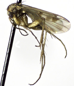  (Mycetophila caurina - TSZD-JKJ-112466)  @11 [ ] by-nc-sa (2022) Unspecified Forest Resarch Institute