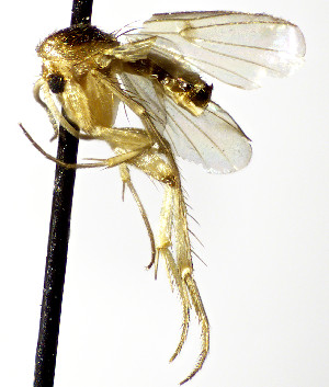  (Mycetophila diligens - TSZD-JKJ-112451)  @11 [ ] by-nc-sa (2022) Unspecified Forest Resarch Institute
