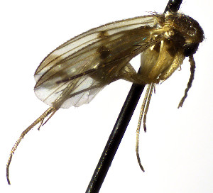  (Mycetophila lunata - TSZD-JKJ-112456)  @13 [ ] by-nc-sa (2022) Unspecified Forest Resarch Institute
