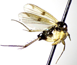  (Mycetophila montana - TSZD-JKJ-112457)  @11 [ ] by-nc-sa (2022) Unspecified Forest Resarch Institute