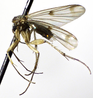  (Mycetophila nemorivaga - TSZD-JKJ-112458)  @11 [ ] by-nc-sa (2022) Unspecified Forest Resarch Institute