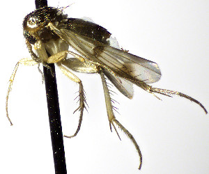  (Mycetophila ostentanea - TSZD-JKJ-112461)  @11 [ ] by-nc-sa (2022) Unspecified Forest Resarch Institute