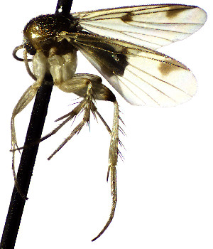  (Mycetophila plotnikovae - TSZD-JKJ-112462)  @11 [ ] by-nc-sa (2022) Unspecified Forest Resarch Institute
