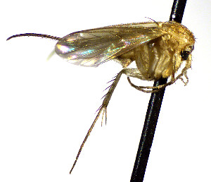  (Mycetophila spDV_1 - TSZD-JKJ-112465)  @11 [ ] by-nc-sa (2022) Unspecified Forest Resarch Institute
