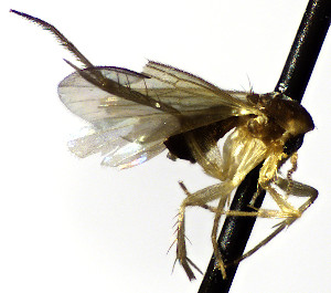  (Mycetophila vesca - TSZD-JKJ-112476)  @11 [ ] by-nc-sa (2022) Unspecified Forest Resarch Institute