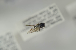  ( - NORSY567)  @12 [ ] CreativeCommons - Attribution Non-Commercial Share-Alike (2015) Arnstein Staverlokk Norwegian Institute of Nature Research