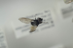  ( - NORSY568)  @12 [ ] CreativeCommons - Attribution Non-Commercial Share-Alike (2015) Arnstein Staverlokk Norwegian Institute of Nature Research