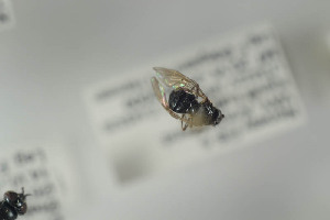  ( - NORSY569)  @12 [ ] CreativeCommons - Attribution Non-Commercial Share-Alike (2015) Arnstein Staverlokk Norwegian Institute of Nature Research