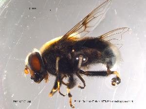  (Eristalis intricaria - NorSy102)  @13 [ ] CreativeCommons - Attribution Non-Commercial Share-Alike (2012) NTNU Museum of Natural History and Archaeology NTNU Museum of Natural History and Archaeology