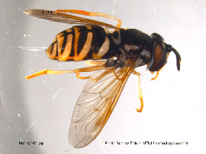  (Chrysotoxum octomaculatum - NorSy146)  @13 [ ] CreativeCommons - Attribution Non-Commercial Share-Alike (2012) NTNU Museum of Natural History and Archaeology NTNU Museum of Natural History and Archaeology