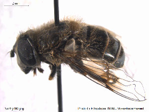  (Eristalis abusiva - NorSy380)  @15 [ ] CreativeCommons - Attribution Non-Commercial Share-Alike (2012) NTNU Museum of Natural History and Archaeology NTNU Museum of Natural History and Archaeology