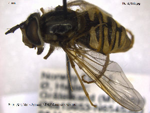  ( - NorSy389)  @11 [ ] CreativeCommons - Attribution Non-Commercial Share-Alike (2012) NTNU Museum of Natural History and Archaeology NTNU Museum of Natural History and Archaeology