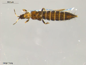  (Taeniothrips picipes - KOS19)  @14 [ ] CreativeCommons - Attribution Non-Commercial Share-Alike (2011) Unspecified Bioforsk