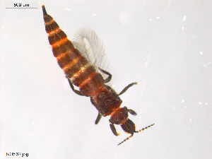  (Haplothrips senecionis - KOS32)  @14 [ ] CreativeCommons - Attribution Non-Commercial Share-Alike (2011) Unspecified Bioforsk