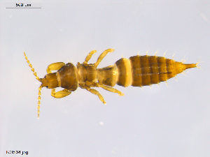  (Hoplothrips carpathicus - KOS34)  @14 [ ] CreativeCommons - Attribution Non-Commercial Share-Alike (2011) Unspecified Bioforsk