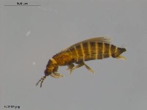  (Ceratothrips - KOS65)  @12 [ ] CreativeCommons - Attribution Non-Commercial Share-Alike (2011) Unspecified Bioforsk