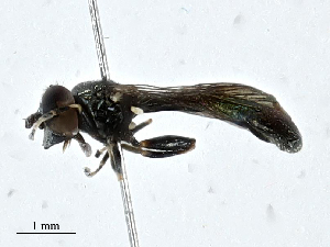  ( - CBG-A00352-D12)  @11 [ ] CreativeCommons - Attribution (2023) CBG Photography Group Centre for Biodiversity Genomics