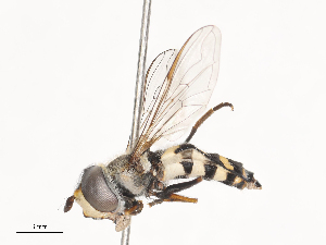  ( - CBG-A41769-D01)  @11 [ ] CreativeCommons - Attribution Share - Alike (2024) CBG Photography Group Centre for Biodiversity Genomics