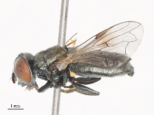  ( - CBG-A41770-C12)  @11 [ ] CreativeCommons - Attribution Share - Alike (2024) CBG Photography Group Centre for Biodiversity Genomics