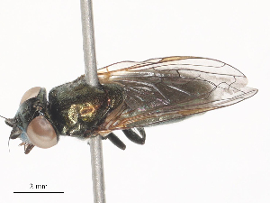  ( - CBG-A41883-G10)  @11 [ ] CreativeCommons - Attribution Share - Alike (2024) CBG Photography Group Centre for Biodiversity Genomics