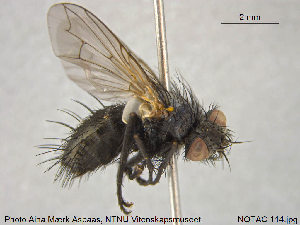  ( - NOTAC114)  @11 [ ] CreativeCommons - Attribution Non-Commercial Share-Alike (2015) NTNU University Museum, Department of Natural History NTNU University Museum, Department of Natural History