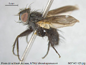  ( - NOTAC123)  @11 [ ] CreativeCommons - Attribution Non-Commercial Share-Alike (2015) NTNU University Museum, Department of Natural History NTNU University Museum, Department of Natural History