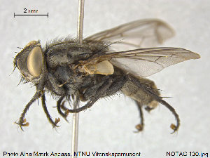  (Macronychia agrestis - NOTAC130)  @11 [ ] CreativeCommons - Attribution Non-Commercial Share-Alike (2015) NTNU University Museum, Department of Natural History NTNU University Museum, Department of Natural History