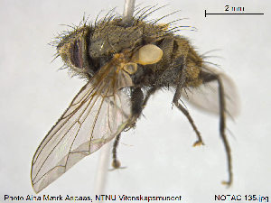  ( - NOTAC135)  @11 [ ] CreativeCommons - Attribution Non-Commercial Share-Alike (2015) NTNU University Museum, Department of Natural History NTNU University Museum, Department of Natural History