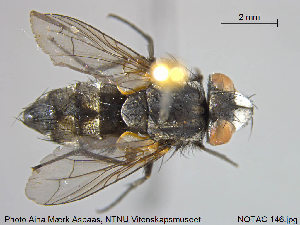  ( - NOTAC146)  @11 [ ] CreativeCommons - Attribution Non-Commercial Share-Alike (2015) NTNU University Museum, Department of Natural History NTNU University Museum, Department of Natural History