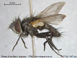  ( - NOTAC147)  @11 [ ] CreativeCommons - Attribution Non-Commercial Share-Alike (2015) NTNU University Museum, Department of Natural History NTNU University Museum, Department of Natural History