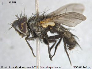  ( - NOTAC148)  @11 [ ] CreativeCommons - Attribution Non-Commercial Share-Alike (2015) NTNU University Museum, Department of Natural History NTNU University Museum, Department of Natural History