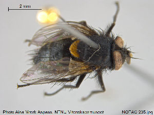  ( - NOTAC235)  @11 [ ] CreativeCommons - Attribution Non-Commercial Share-Alike (2015) NTNU University Museum, Department of Natural History NTNU University Museum, Department of Natural History