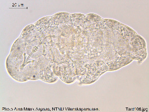  ( - Tard106)  @11 [ ] Creative Commons  Attribution Non-Commercial Share-Alike (2018) NTNU University Museum, Department of Natural History NTNU University Museum, Department of Natural History