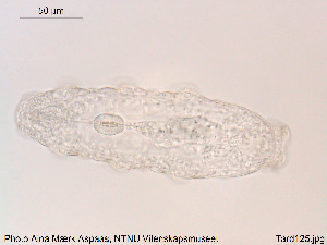  ( - Tard125)  @11 [ ] Creative Commons  Attribution Non-Commercial Share-Alike (2018) NTNU University Museum, Department of Natural History NTNU University Museum, Department of Natural History