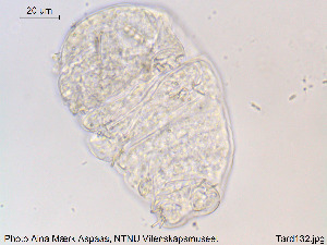  ( - Tard132)  @11 [ ] Creative Commons  Attribution Non-Commercial Share-Alike (2018) NTNU University Museum, Department of Natural History NTNU University Museum, Department of Natural History