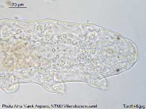  (Pilatobiinae - Tard148)  @11 [ ] Creative Commons  Attribution Non-Commercial Share-Alike (2018) NTNU University Museum, Department of Natural History NTNU University Museum, Department of Natural History