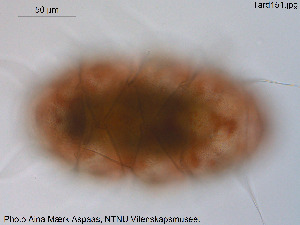  (Diploechiniscus oihonnae - Tard151)  @11 [ ] Creative Commons  Attribution Non-Commercial Share-Alike (2018) NTNU University Museum, Department of Natural History NTNU University Museum, Department of Natural History