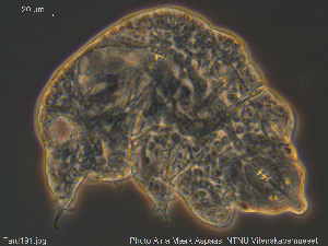  (Hebesuncus - Tard191)  @11 [ ] Creative Commons Attribution NonCommercial ShareAlike (2019) (2019) NTNU University Museum, Department of Natural History NTNU University Museum, Department of Natural History