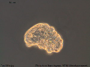  ( - Tard191)  @11 [ ] Creative Commons Attribution NonCommercial ShareAlike (2019) (2019) NTNU University Museum, Department of Natural History NTNU University Museum, Department of Natural History