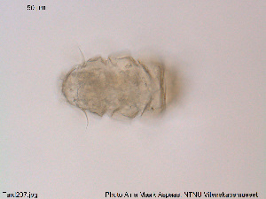  ( - Tard207)  @11 [ ] Creative Commons Attribution NonCommercial ShareAlike (2019) (2019) NTNU University Museum, Department of Natural History NTNU University Museum, Department of Natural History