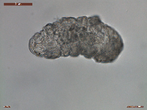  (Hypsibius dujardini - Tard366)  @11 [ ] Creative Commons  Attribution Non-Commercial Share-Alike (2019) NTNU University Museum, Department of Natural History NTNU University Museum, Department of Natural History
