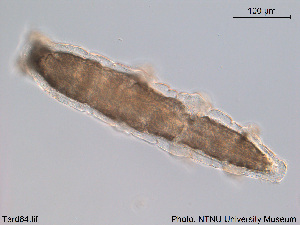  (Mesocrista - Tard64)  @11 [ ] Creative Commons  Attribution Non-Commercial Share-Alike (2016) NTNU University Museum, Department of Natural History NTNU University Museum, Department of Natural History