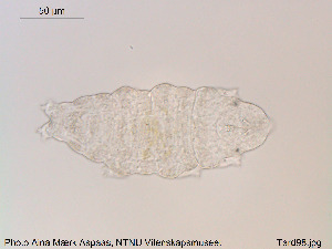  ( - Tard98)  @11 [ ] Creative Commons  Attribution Non-Commercial Share-Alike (2018) NTNU University Museum, Department of Natural History NTNU University Museum, Department of Natural History