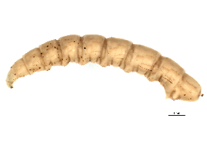  (Spilogona fulvibasis - BIOUG00648-H08)  @11 [ ] CreativeCommons - Attribution (2012) CBG Photography Group Centre for Biodiversity Genomics